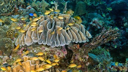 La plus célèbre est la «Grande Barrière» au large des côtes australiennes, une bande de corail de 2.300 kilomètres de long, répartie sur plus de 2.900 récifs. Au large de la Papouasie, se cache un ensemble d'îles et d’îlots pour lequel une étude scientifique a montré qu’on pouvait recenser 374 espèces en une seule plongée. Requins, raies ou tortues, y passent. Crevettes, crabes, poissons chauves-souris mais aussi anémones, lys concombres et éponges y trouvent un refuge durable. Néanmoins ces fragiles écosystèmes sont menacés par les activités humaines: transports, urbanisation et surpêche, dont la plus destructrice, à la dynamite. Pourtant, le principal responsable de leur mortalité reste le réchauffement climatique. Au CNRS, on estime les ¾ des récifs seront atteints de blanchissements en 2040 entraînant la mort de 15 à 60% d’entre eux. Un péril pour tout l’écosystème. (Joe Bunni)