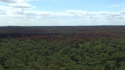 Incendies en Gironde : la dune du Pilat à nouveau accessible aux touristes (FRANCE 2)