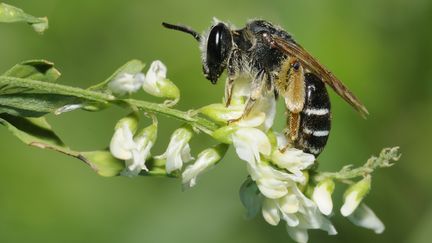 A l'origine de cette chute de la production de miel, l'h&eacute;catombe dans les ruches fran&ccedil;aises,&nbsp;selon RTL. (MICHEL RAUCH / BIOSPHOTO / AFP)