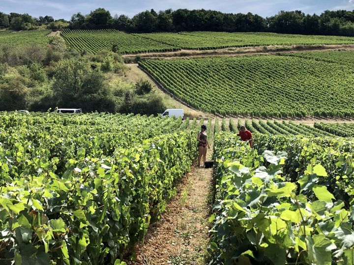 Mi-août, les vendanges ont déjà commencé au coeur de la Bourgogne. (NOÉMIE BONNIN / FRANCEINFO / RADIO FRANCE)