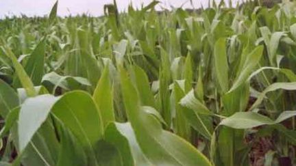 Le maïs Bt11 est la propriété du groupe suisse Syngenta. (France 3)