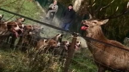 Plusieurs incidents mettant en cause des chasseurs à courre ont créé un vague mouvement de protestation contre cette pratique que beaucoup jugent barbare. (FRANCE 2)