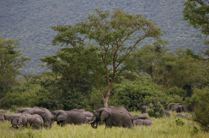 Troupeau d'éléphants dans le parc des Virunga ( Est RDC) le 19 novembre 2008. (Photo Reuter/Finbarr O&#039;Reilly)