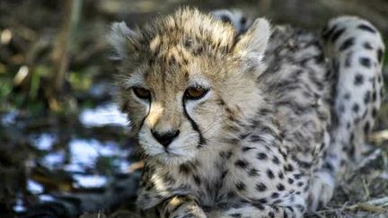 Une photo du guépard asiatique Pirouz dans son refuge à Téhéran, diffusée le 27 février 2023 par le Département iranien de l'Environnement. (IRANIAN DEPARTMENT OF ENVIRONMENT / AFP)