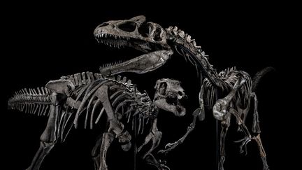 Le squelette d'un allosaurus à gauche et un squelette de camptosaurus
 (Artcurial)