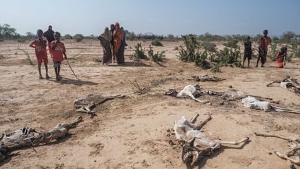 Des nomades se tiennent à côté des carcasses d'animaux morts dans le village de Hargududo, à 80 kilomètres de la ville de Gode en Éthiopie, le 7 avril 2022.&nbsp; (EDUARDO SOTERAS / AFP)