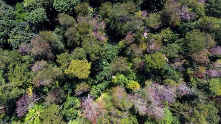 Une forêt en Allemagne. (INA FASSBENDER / AFP)