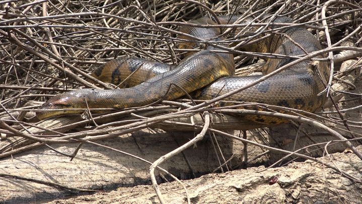 29 août 2019 : rencontre avec l’anaconda, le roi de la rivière, sur la crique Tamouri. (Eliott Schonfeld aventurier)