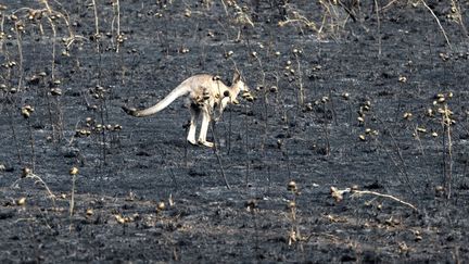 Un kangourou traverse un champ d&eacute;truit par un incendie de for&ecirc;t &agrave; Sunbury (Australie), le 8 janvier 2013. (MAXPPP)