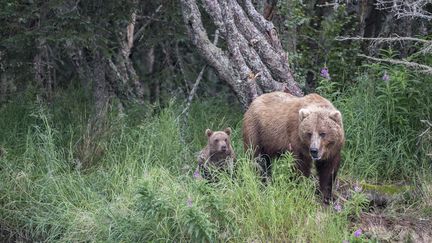 Un ours en Alaska, le 24 mai 2019. (ROBERT HAASMANN / BIOSPHOTO / AFP)