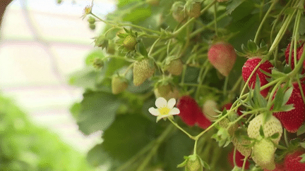 Agriculture : face à la surproduction de fraises, les producteurs appellent à consommer français (France 2)