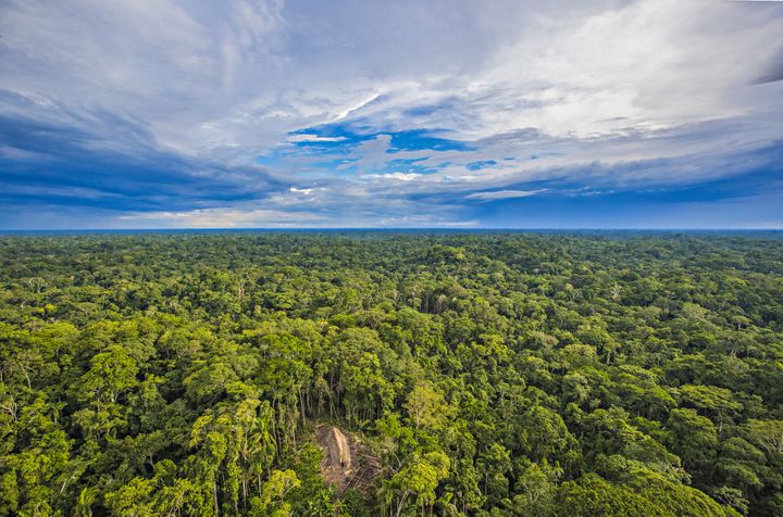 Une vue aérienne d'une longue maison de la tribu des "Indiens isolés du cours supérieur de la rivière Humaitá", dans l'Etat brésilien d'Acre.&nbsp; (RICARDO STUCKERT)