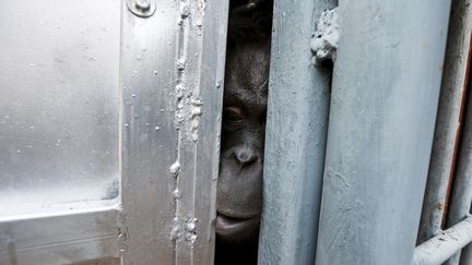 Trafic d'animaux : quatorze orangs-outans renvoyés en Indonésie