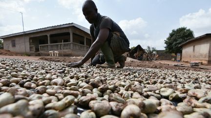 Un agriculteur sèche des noix de cajou à Bouaké, en Côte d'Ivoire, le plus important producteur au monde.&nbsp; (SIA-KAMBOU / AFP)