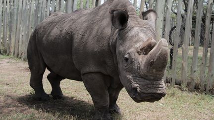 L'un des&nbsp;derniers rhinocéros blancs du Nord&nbsp;dans la réserve d'Ol&nbsp;Pejeta, au&nbsp;Kenya, le 3 mai 2017. (ANDREW WASIKE / ANADOLU AGENCY / AFP)