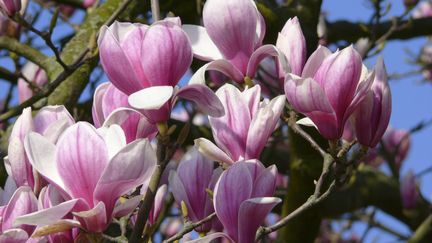 The Nantes court rejects the owners of an Airbnb accommodation who wanted their neighbor to cut down a magnolia tree.  Illustrative photo (ERICH GEDULDIG / IMAGEBROKER.COM / MAXPPP)