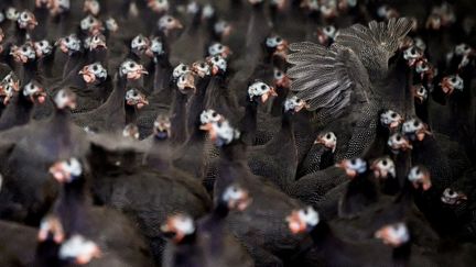 Des volailles d'un élevage situé dans la commune des Herbiers (Vendée), le 5 décembre 2022. (LOIC VENANCE / AFP)