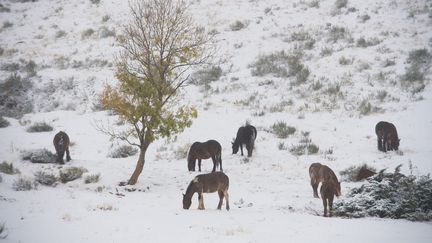 Des chevaux dans un champ enneigé du Sancy (Puy-de-Dôme), le 28 octobre 2018. (MAXPPP)