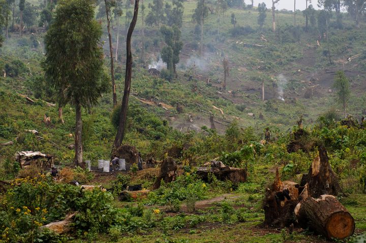 Exemple de déforestation dans la forêt tropicale de Kitchanga en République démocratique du Congo, près de Masisi (province du Nord-Kivu), où, depuis longtemps, les arbres sont abattus de manière anarchique afin de les transformer en charbon (16 juillet 2012). (PHIL MOORE / AFP)