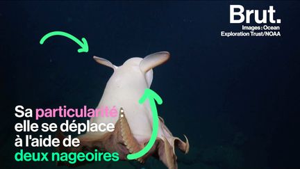 Un grimpoteuthis, autrement appelé "pieuvre dumbo", a été observé dans les abysses du Pacifique.