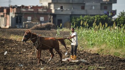 Le Delta du Nil à la fertilité millénaire vit sous la menace du réchauffement climatique, qui contribue à réduire ses vitales ressources en eau douce.&nbsp; (MOHAMED EL-SHAHED / AFP)