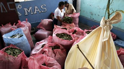 &nbsp; (sacs de feuilles de coca en Bolivie © Sipa Press)