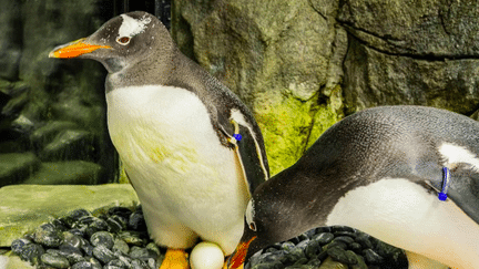 Australie : Sphen, le manchot gay star de l’aquarium de Sydney, est mort (France 2)