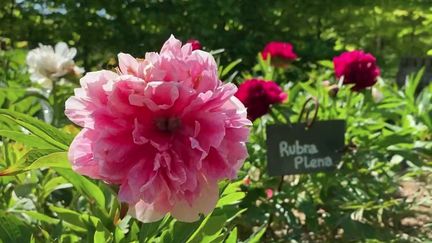 Haute-Marne : les jardins de mon Moulin, paradis de la pivoine