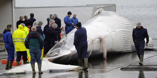 Un baleinier islandais dans le port de Reykjavik, le 18 juin 2013. (REUTERS/Sigtryggur Johannsson )