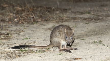 Une bettongie à queue touffue en Australie. (LEA SCADDAN / MOMENT RF / GETTY IMAGES)