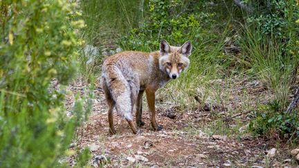 Un renard commun (Vulpes vulpes). (FRANK BIENEWALD / GETTY IMAGES)