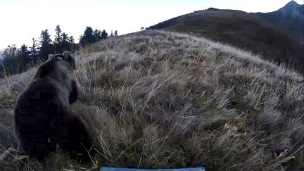 L'une des femelles relâchées dans les Pyrénées atlantiques photographiée le 5 octobre 2018. (ONCFS)