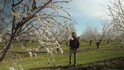 Provence : les amandiers en fleur