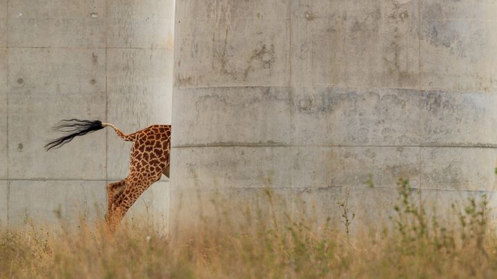 La girafe escamotée.&nbsp; (© Jose Fragozo, Wildlife Photographer of the Year 2022)