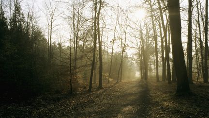 Déconfinement : la foule de retour à la forêt de Fontainebleau