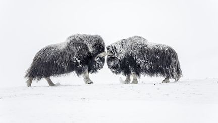 Cliché de boeufs musqués pris en Arctique&nbsp; (Vincent Munier)