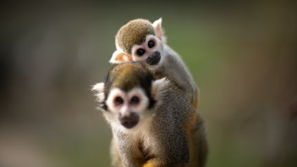 Des singes saïmiris au parc de Port-Saint-Père (Loire-Atlantique), en avril 2021. (LOIC VENANCE / AFP)