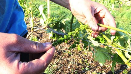 Dégâts dans le vignoble de Cognac après d'intenses chutes de grêle, le 27 mai 2016.&nbsp; (MAXPPP)