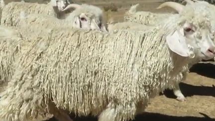 De grandes enseignes telles que Gap, Zara ou H&amp;M ont renoncé à utiliser la laine de mohair dans leurs vêtements à cause d'une vidéo dénonçant les mauvais traitements d'animaux. (France 2)