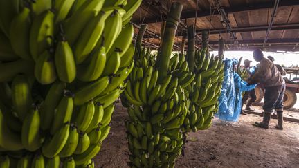 Guadeloupe : la banane échappe à la crise