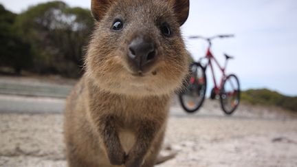 Un quokka &agrave; Rottnest Island, une &icirc;le de l'Australie-Occidentale. (GETTY IMAGES / FLICKR RF)