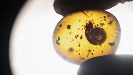 Une femme tient un escargot fossilisé vieux de 99 millions d'années au Muséum d'Histoire naturelle de Colmar dans l'Est de la France, le 14 mars 2023. (SEBASTIEN BOZON / AFP)