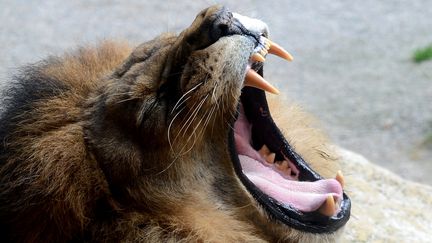 Un lion au zoo de Wuppertal, dans l'ouest de l'Allemagne, le 9 ao&ucirc;t 2012. (PATRIK STOLLARZ / AFP)