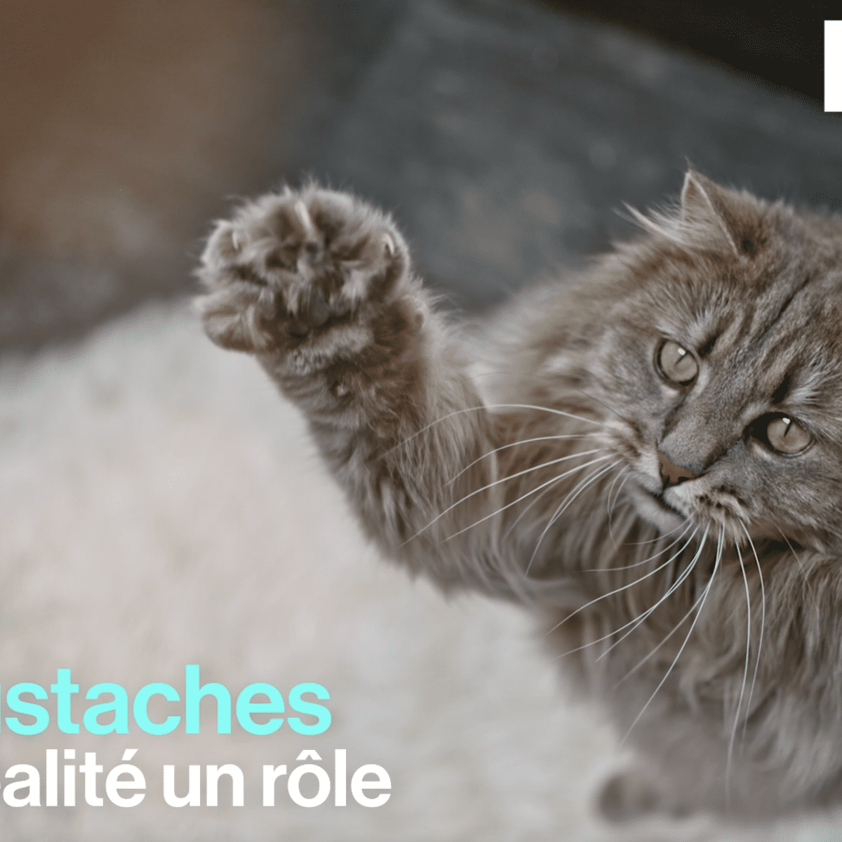 Video Se Reperer Se Faufiler Mais A Quoi Les Moustaches Du Chat Servent Elles