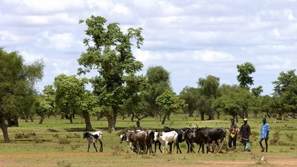 Des bergers peuls et leur troupeau dans la&nbsp; province de Oudalan, au Burkina Faso, le 5 juin 2019. (PHILIPPE ROY / PHILIPPE ROY)