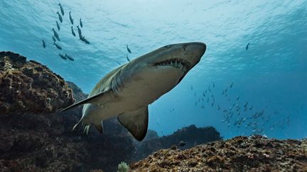 Un requin-tigre, au large de l'Afrique du Sud (photo d'illustration). (STEVE WOODS PHOTOGRAPHY / CULTURA CREATIVE / AFP)