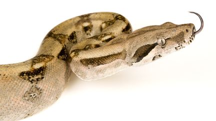 A Tournon-sur-Rh&ocirc;ne, en Ard&egrave;che, un boa constrictor a &eacute;t&eacute; d&eacute;couvert dans les toilettes d'un coll&egrave;ge, le 23 janvier 2014. (NICOLAS CEGALERBA / BIOSPHOTO / AFP)