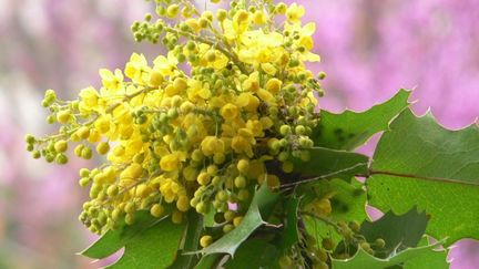 Le mahonia faux houx, feuilles rouges en hiver et fleurs jaunes au printemps.&nbsp; (SNHF)