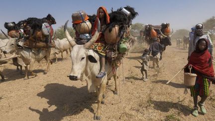 Migration de nomades Fulani avec leur zébus dans la savane de Loumia au Tchad, dans la région sahélienne. De nombreuses familles nomades figurent parmi les apatrides répértoriés en Afrique de l'Ouest. (Photo AFP/Charton Franck)