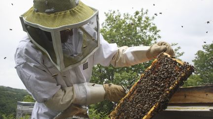 Dans l'Aveyron, François Belières est passionné d'apiculture depuis l'âge de 13 ans, il a ses ruches à Coubison et a obtenu la médaille d'or du CGA pour son miel de bruyère. (FRANCOIS BELIERES)